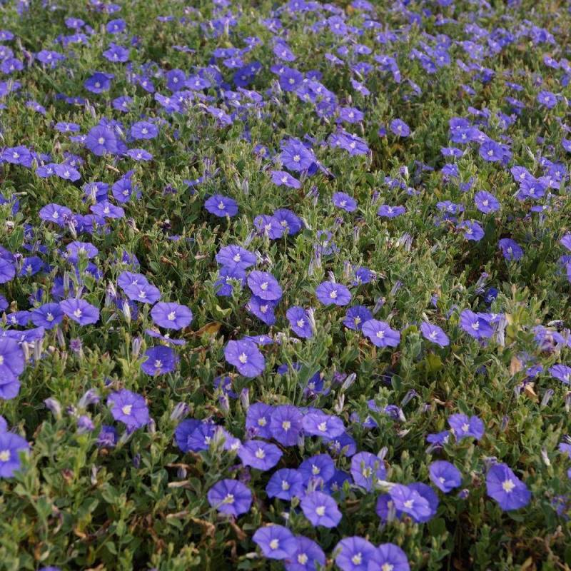 Liseron Blue Cascade, Convolvulus à fleurs Bleue - feuillage Persistant - Godet - 5/20 cm-  hauteur à maturité De 0,15 m à 0,50 m - Image 2