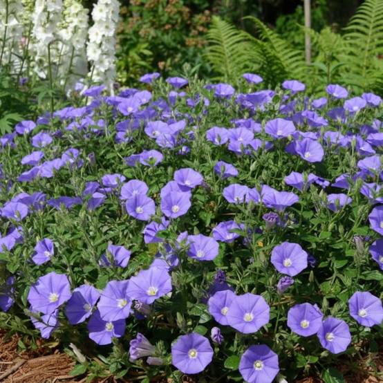 Liseron Blue Cascade, Convolvulus à fleurs Bleue/ - feuillage Persistant - Godet - 5/20 cm - Image 1