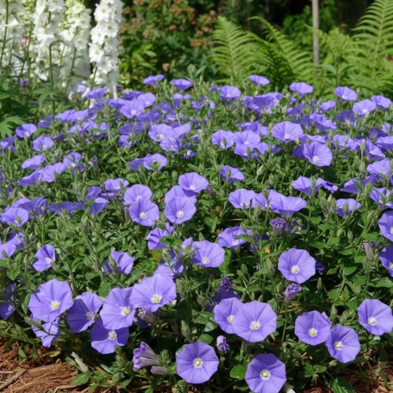 Liseron Blue Cascade, Convolvulus à fleurs Bleue/ - feuillage Persistant - Godet - 5/20 cm - Image 1