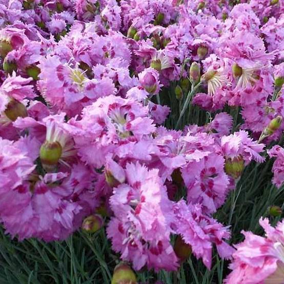 Promesse de Fleurs - Dianthus plumarius Maggie - Oeillet mignardise Godet de 8/9 cm