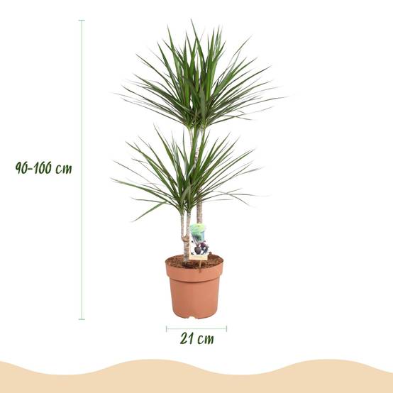 Dracaena Marginata - D21 H100cm - Image 4