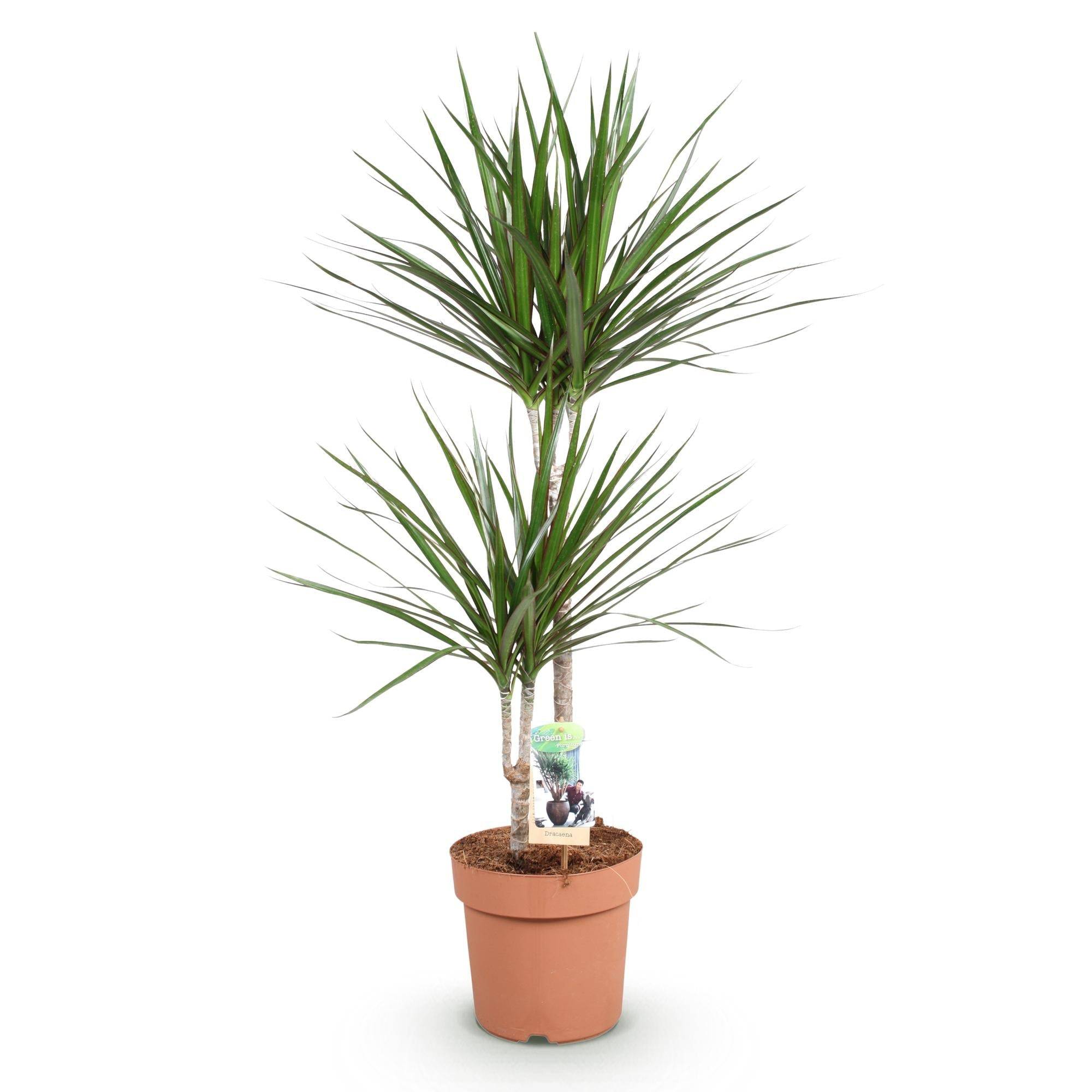 Dracaena Marginata - D21 H100cm - Image 3