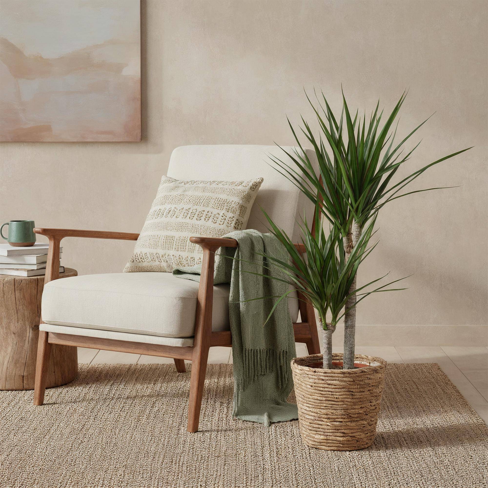 Dracaena Marginata - D21 H100cm - Image 1