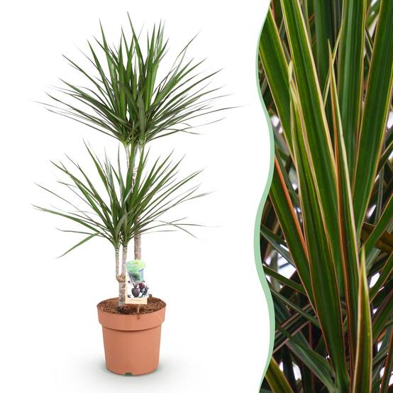 Dracaena Marginata - D21 H100cm - Image 2