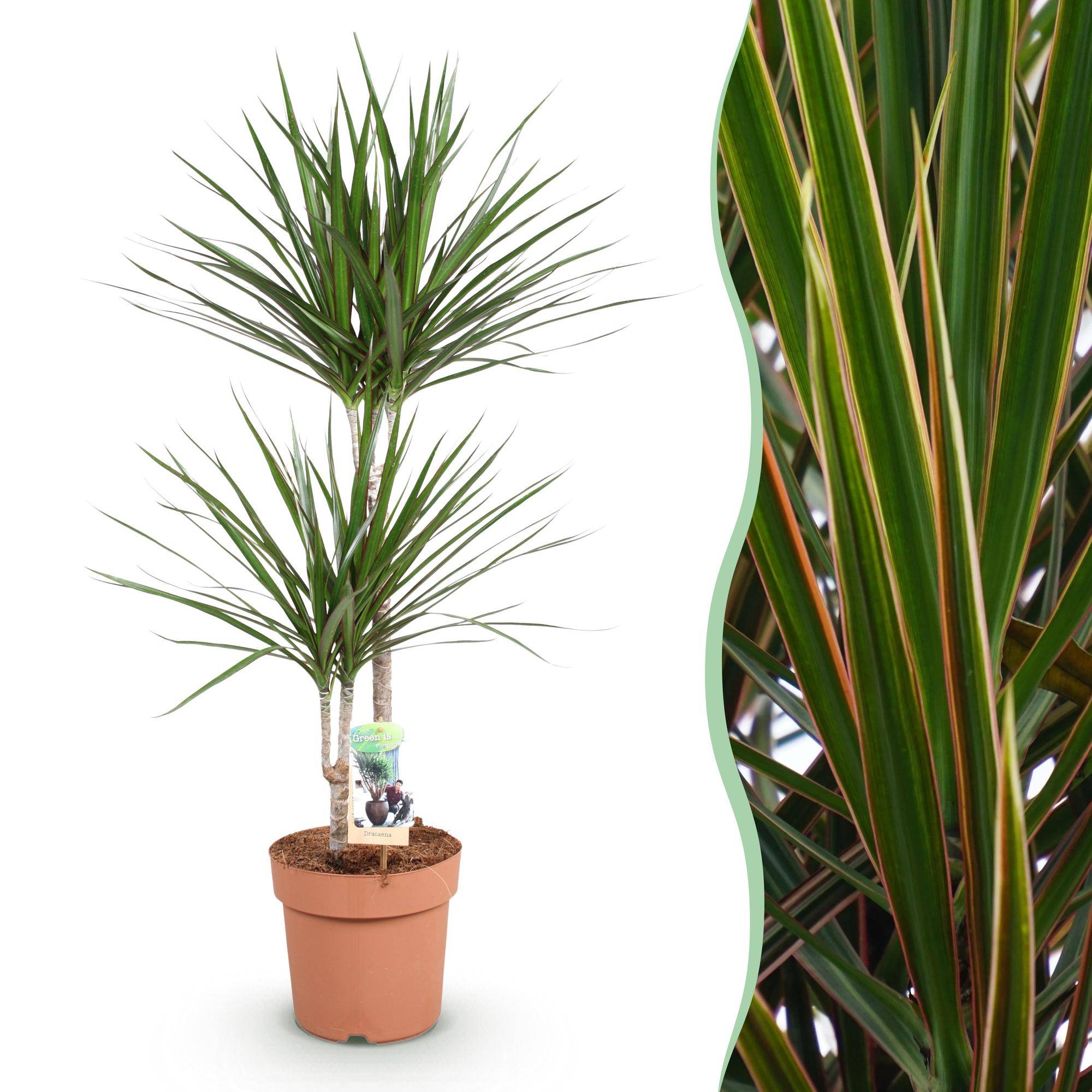 Dracaena Marginata - D21 H100cm - Image 2