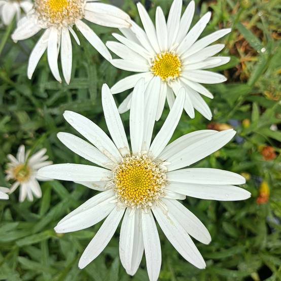Promesse de Fleurs - Leucanthemum superbum Christine Hagemann - Grande marguerite Godet de 8/9 cm