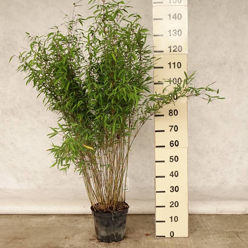 Promesse de Fleurs - Fargesia nitida Volcano - Bambou non traçant Pot de 7,5L/10L - Image 2