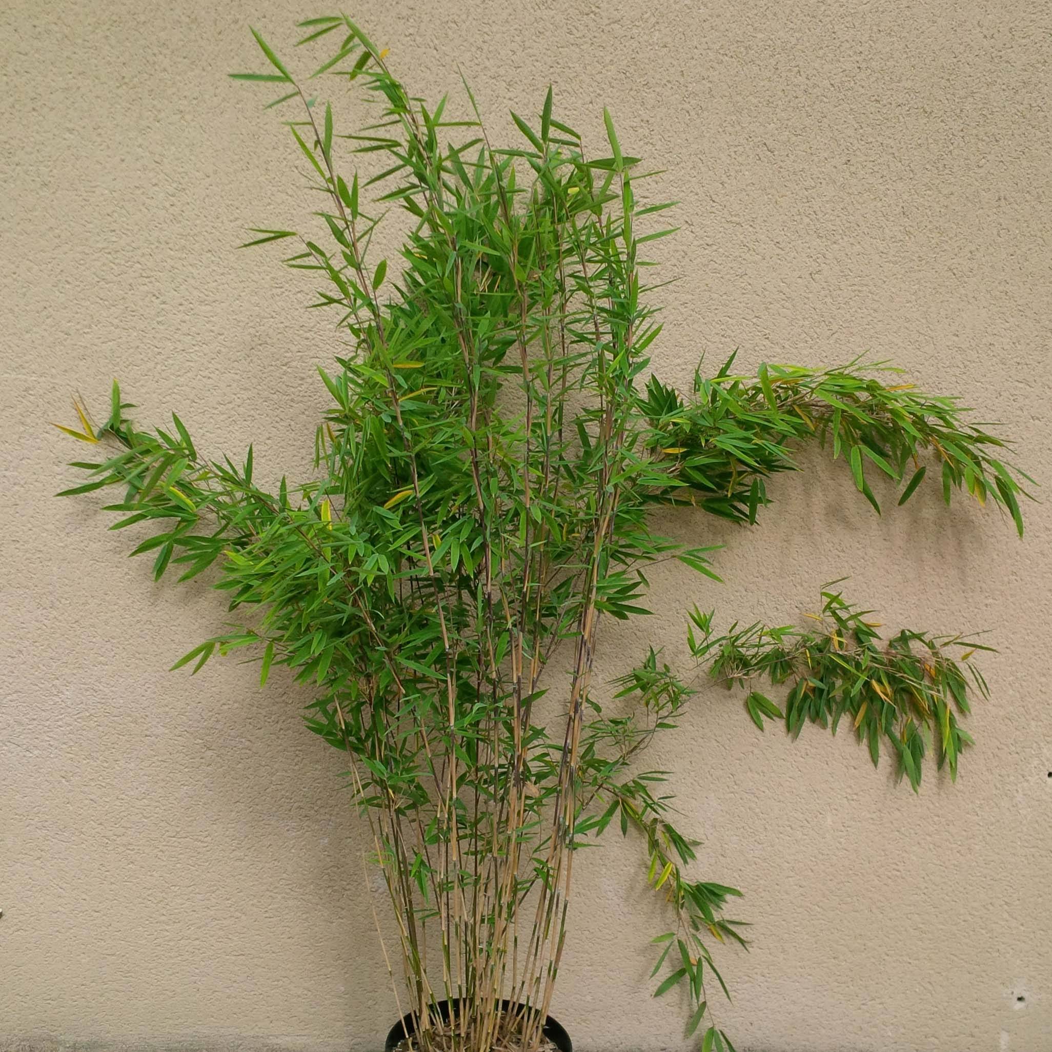 Promesse de Fleurs - Fargesia nitida Volcano - Bambou non traçant Pot de 7,5L/10L - Image 1