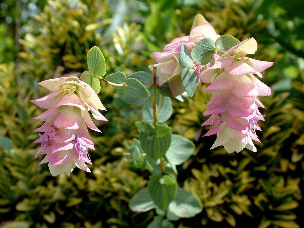 Promesse de Fleurs - Origanum rotundifolium Kent Beauty - Origan, Marjolaine Godet de 8/9 cm - Image 2