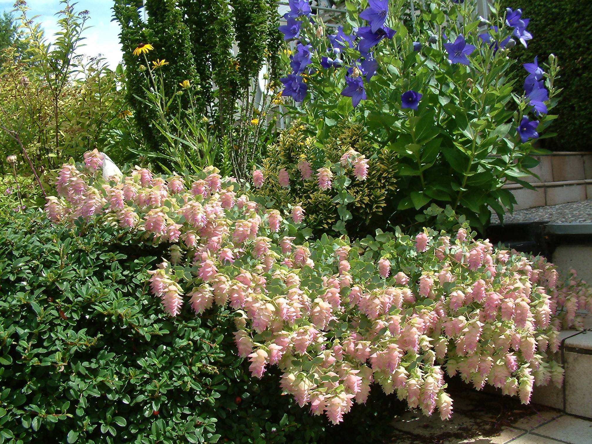 Promesse de Fleurs - Origanum rotundifolium Kent Beauty - Origan, Marjolaine Godet de 8/9 cm - Image 1