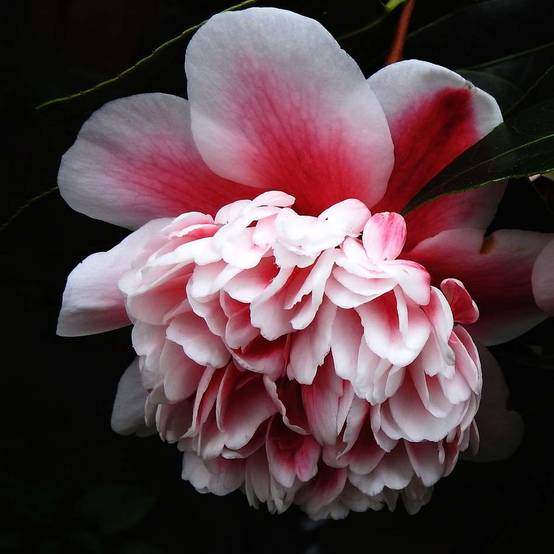 Camélia Volunteer - Camellia japonica Pot de 2L/3L - Image 1