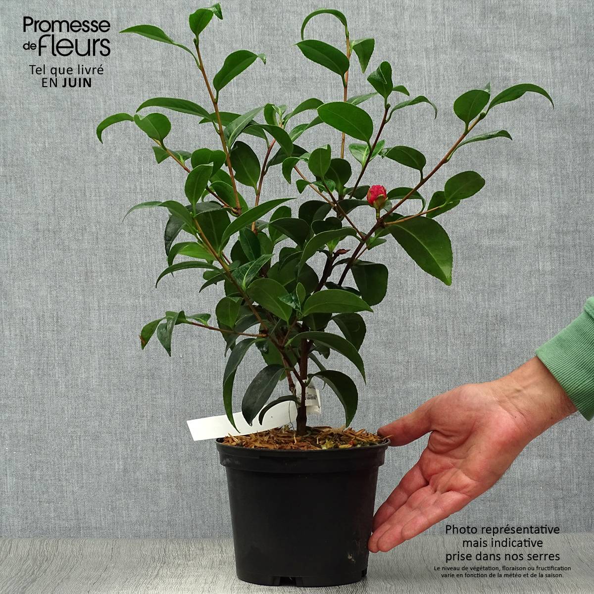 Camélia Volunteer - Camellia japonica Pot de 2L/3L - Image 2