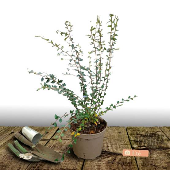 Cotoneaster laiteux, Cotonéaster à fleurs Blanche - feuillage Semi-Persistant - Pot de 7,5L - 60/80 cm- hauteur à maturité De 3,00 m à 5,00 m - Image 3