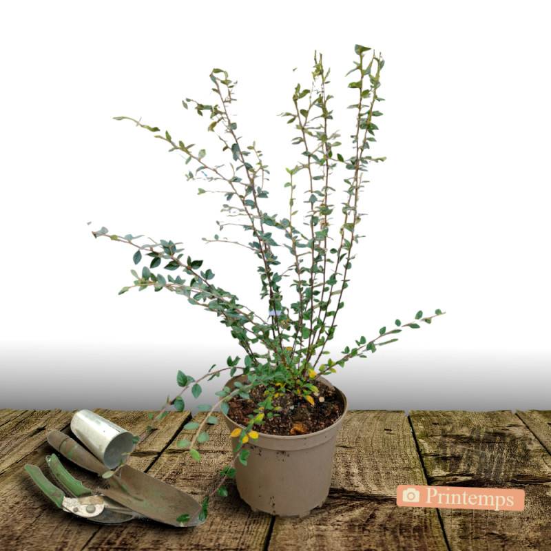 Cotoneaster laiteux, Cotonéaster à fleurs Blanche - feuillage Semi-Persistant - Pot de 7,5L - 60/80 cm-  hauteur à maturité De 3,00 m à 5,00 m - Image 5