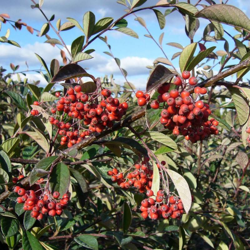 Cotoneaster laiteux, Cotonéaster à fleurs Blanche - feuillage Semi-Persistant - Pot de 7,5L - 60/80 cm-  hauteur à maturité De 3,00 m à 5,00 m