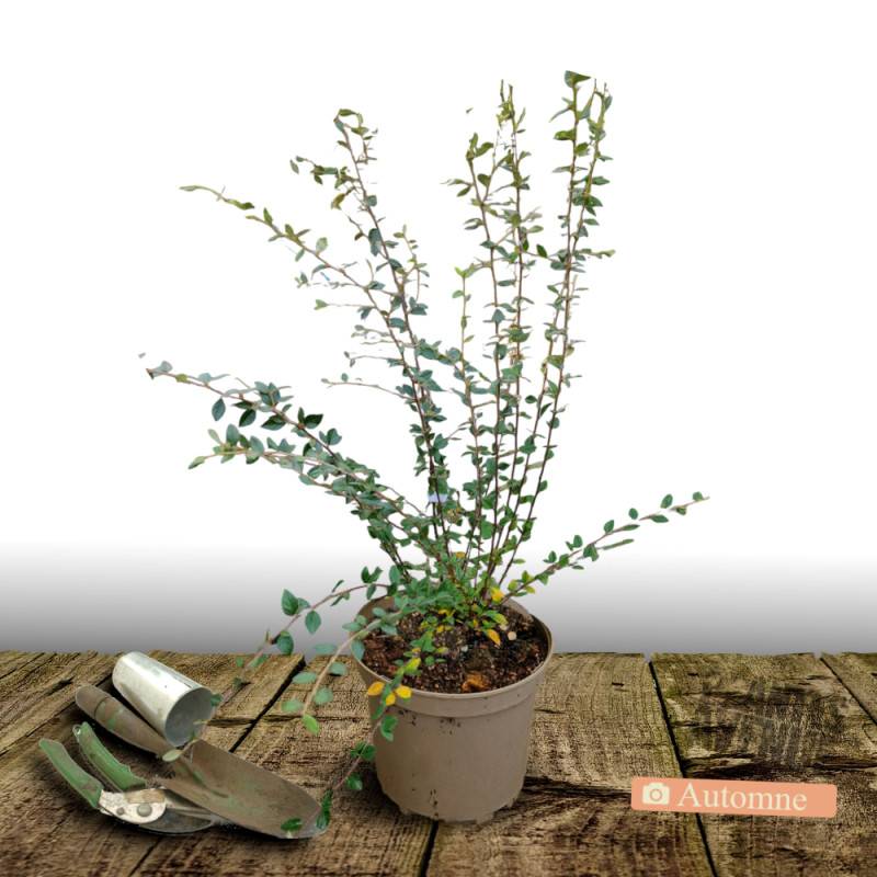 Cotoneaster laiteux, Cotonéaster à fleurs Blanche - feuillage Semi-Persistant - Pot de 7,5L - 60/80 cm-  hauteur à maturité De 3,00 m à 5,00 m - Image 2