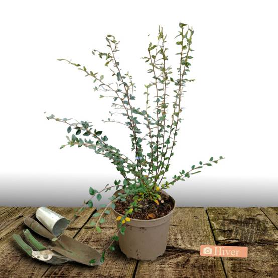 Cotoneaster laiteux, Cotonéaster à fleurs Blanche - feuillage Semi-Persistant - Pot de 7,5L - 60/80 cm- hauteur à maturité De 3,00 m à 5,00 m - Image 4