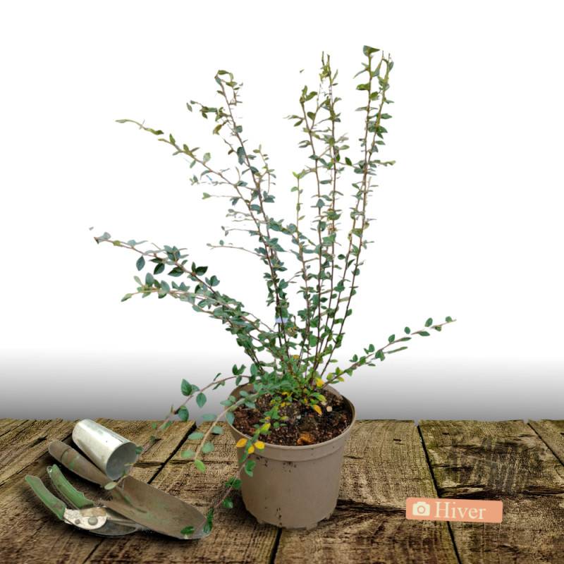 Cotoneaster laiteux, Cotonéaster à fleurs Blanche - feuillage Semi-Persistant - Pot de 7,5L - 60/80 cm-  hauteur à maturité De 3,00 m à 5,00 m - Image 4
