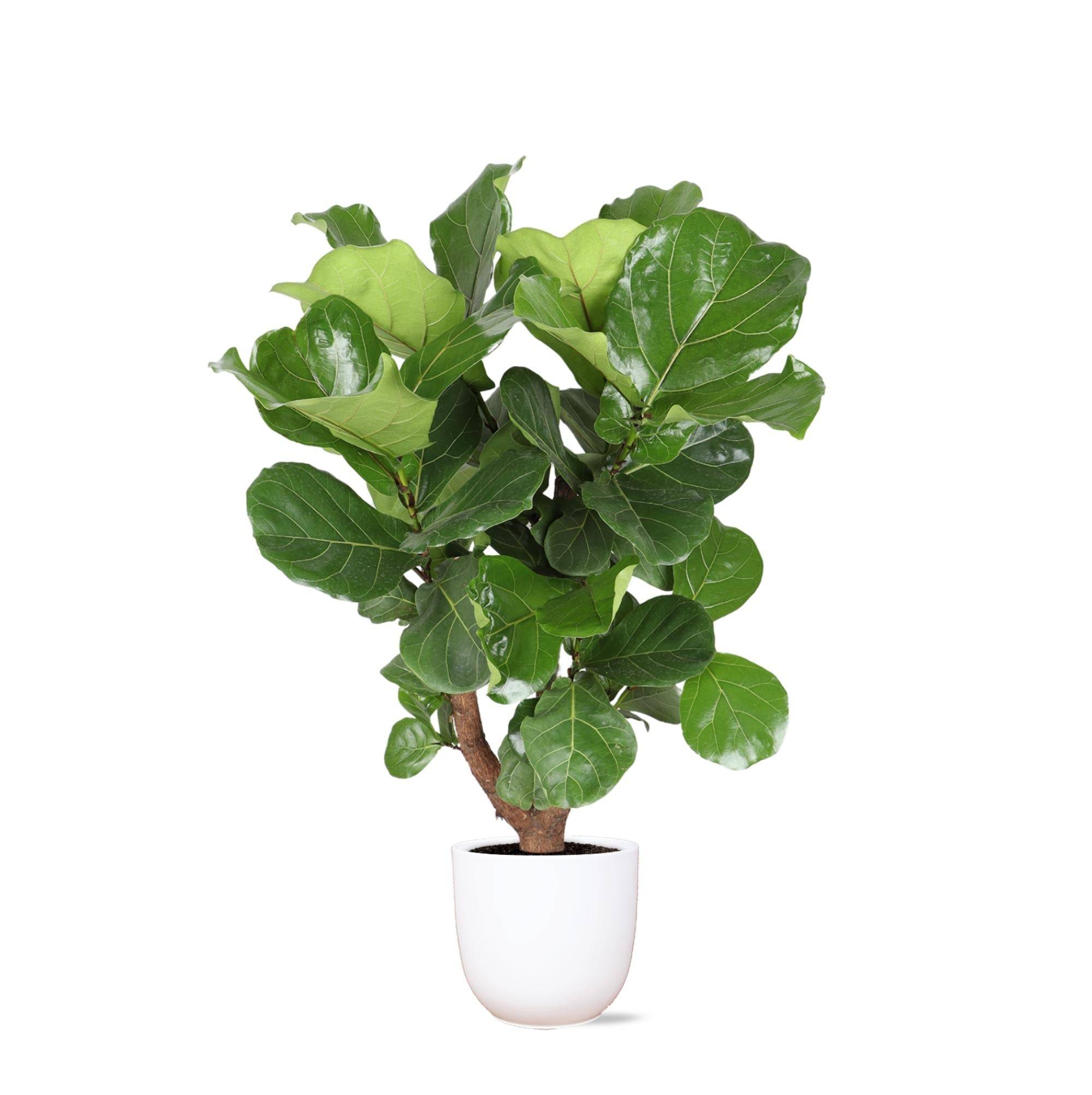 La Green Touch - Ficus Lyrata et son pot- La Green Touch Blanc - Hauteur 130cm