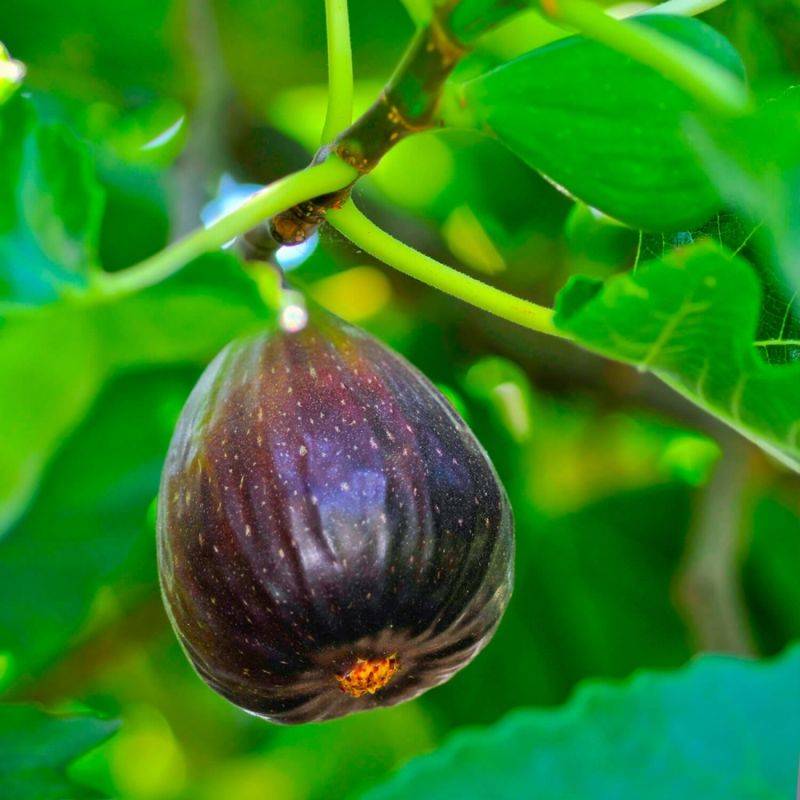 Figuier carica 'Violette de Sollies' (Ficus carica 'Violette de Sollies') - Godet - Taille 13/25cm - Pépinières Naudet - Image 1