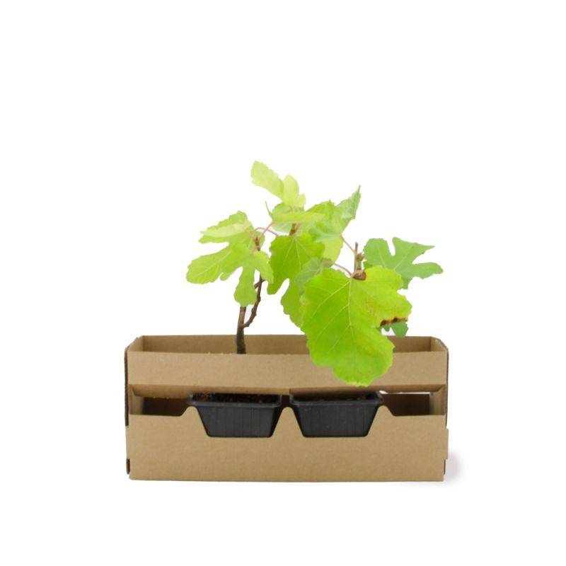 Figuier carica 'Violette de Sollies' (Ficus carica 'Violette de Sollies') - Godet - Taille 13/25cm - Pépinières Naudet - Image 3