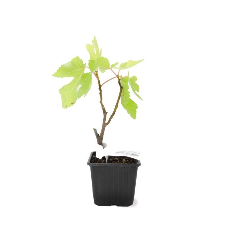 Figuier carica 'Violette de Sollies' (Ficus carica 'Violette de Sollies') - Godet - Taille 13/25cm - Pépinières Naudet - Image 2