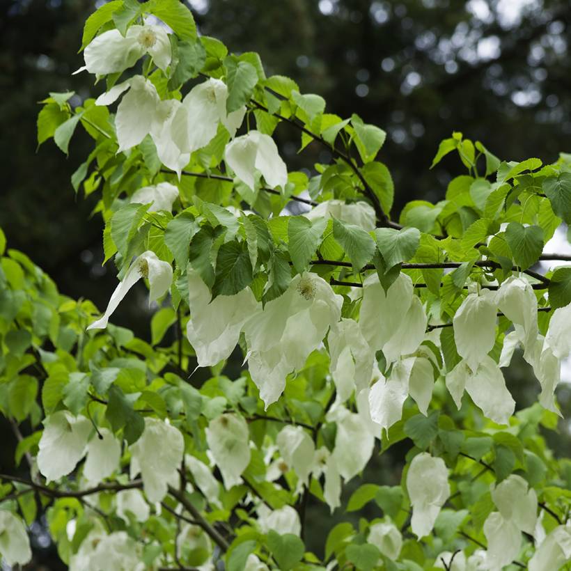 Promesse de Fleurs - Arbre à mouchoir - Davidia involucrata Pot de 4L/5L - Image 1