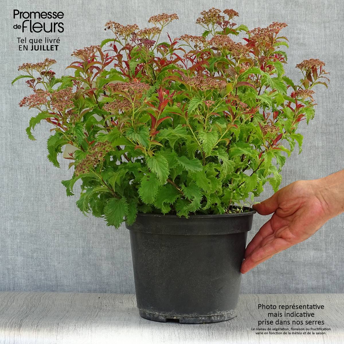 Spirée japonaise Crispa  - Spirée japonaise Pot de 3L/4L - Image 2