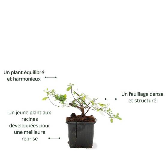 Spirée du Japon 'Snowmound' (Spiraea nipponica 'Snowmound') - Godet - Taille 10/15cm - Pépinières Naudet - Image 3