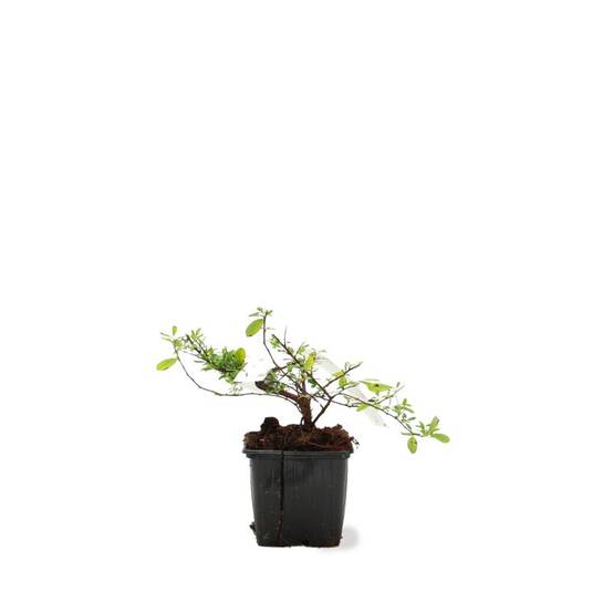 Spirée du Japon 'Snowmound' (Spiraea nipponica 'Snowmound') - Godet - Taille 10/15cm - Pépinières Naudet - Image 2