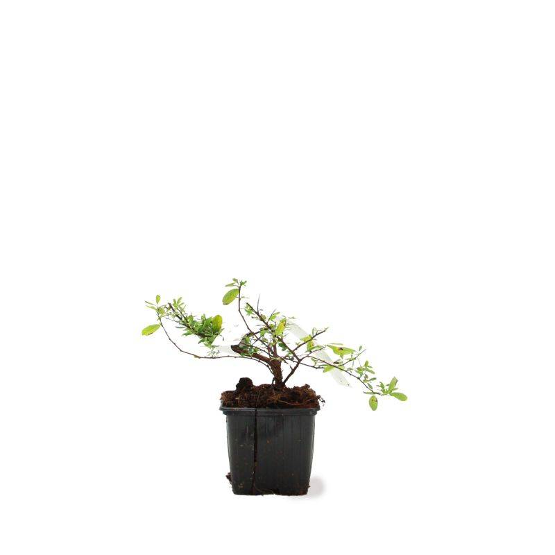 Spirée du Japon 'Snowmound' (Spiraea nipponica 'Snowmound') - Godet - Taille 10/15cm - Pépinières Naudet - Image 2
