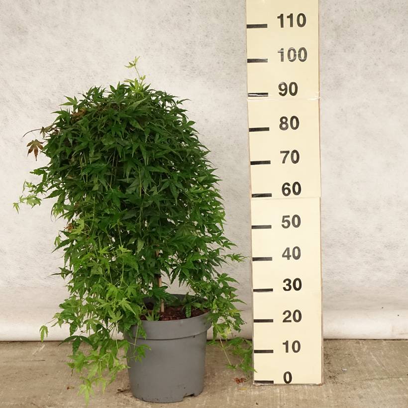Promesse de Fleurs - Érable du Japon - Acer palmatum Ryusen Pot de 12L/15L, Tige de 50 cm - Image 2