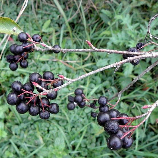 Aronia melanocarpa Professor Ed - Aronie à fruits noirs Pot de 2L/3L - Image 1