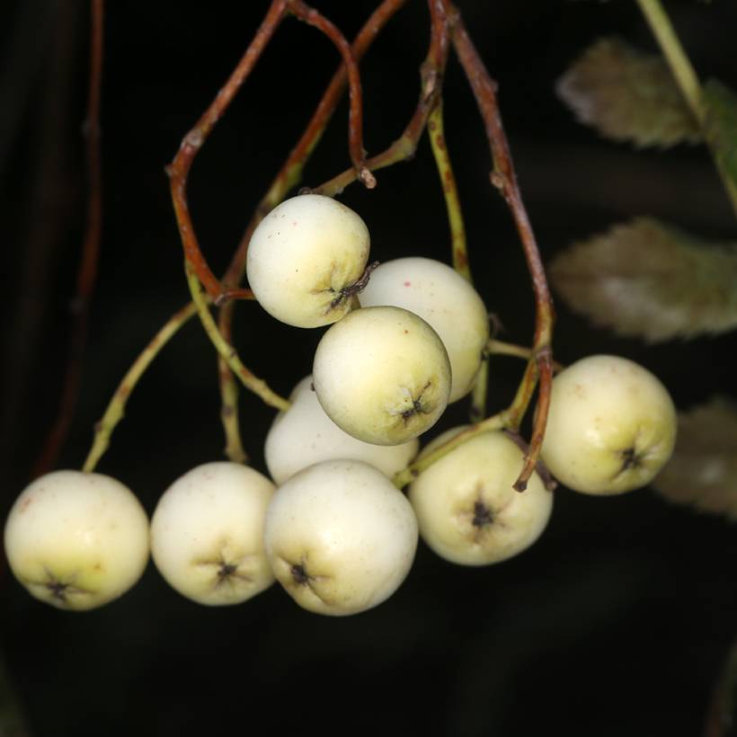 Sorbier -Sorbus filipes Pot de 4L/5L, Tige