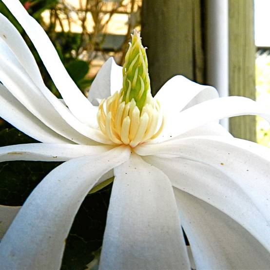 Magnolia stellata Royal Star - Magnolia étoilé Pot de 12L/15L - Image 1