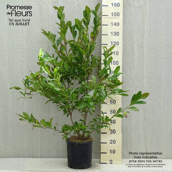 Magnolia stellata Royal Star - Magnolia étoilé Pot de 12L/15L - Image 2