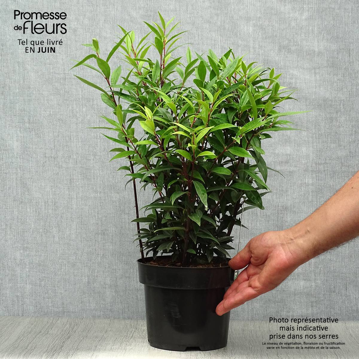 Sarcococca hookeriana Purple Gem Pot de 3L/4L - Image 2