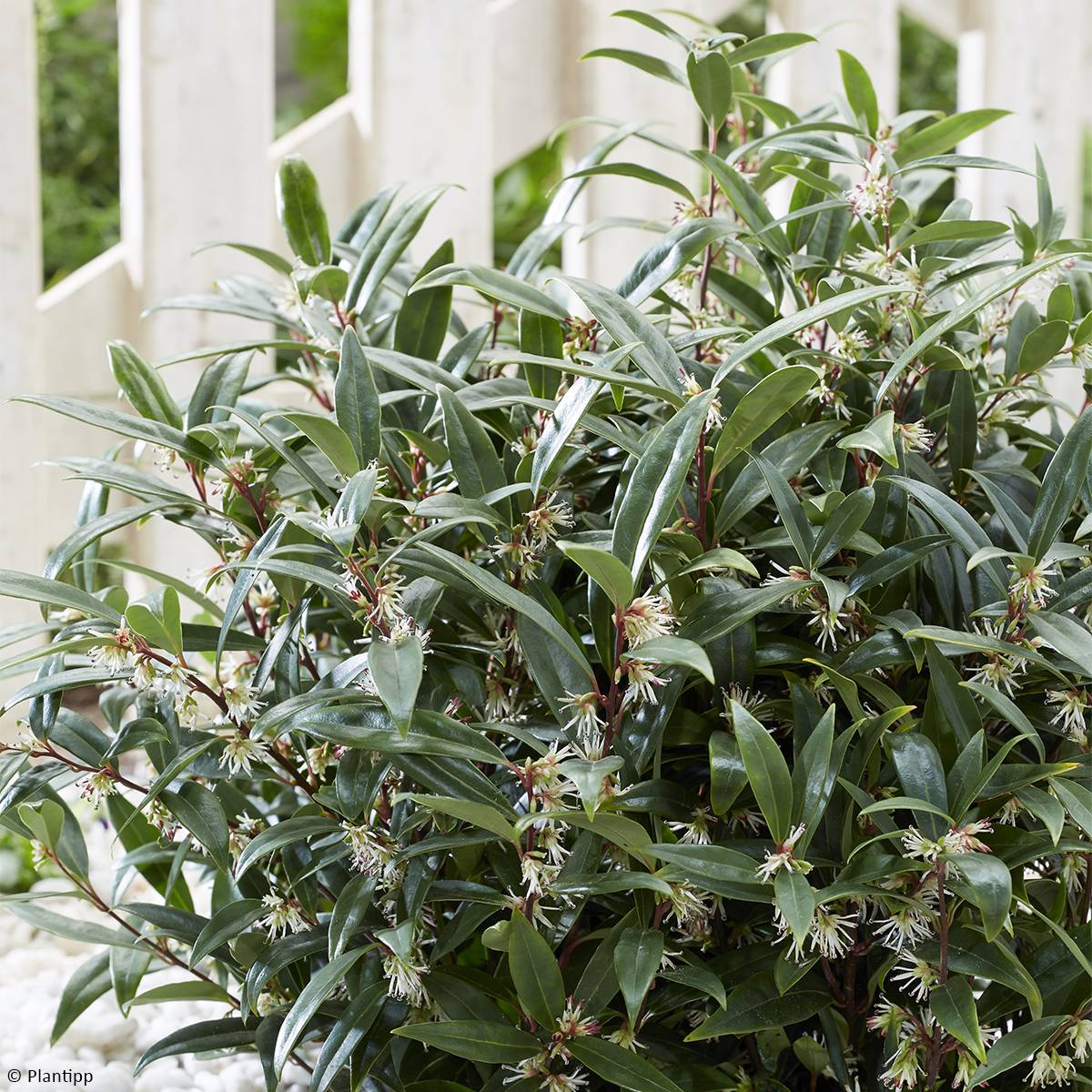 Sarcococca hookeriana Purple Gem Pot de 3L/4L - Image 1