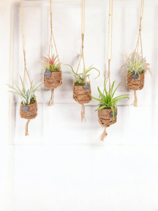5 Kokodama Tillandsia - Image 1