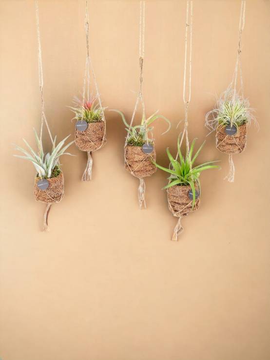 5 Kokodama Tillandsia - Image 2
