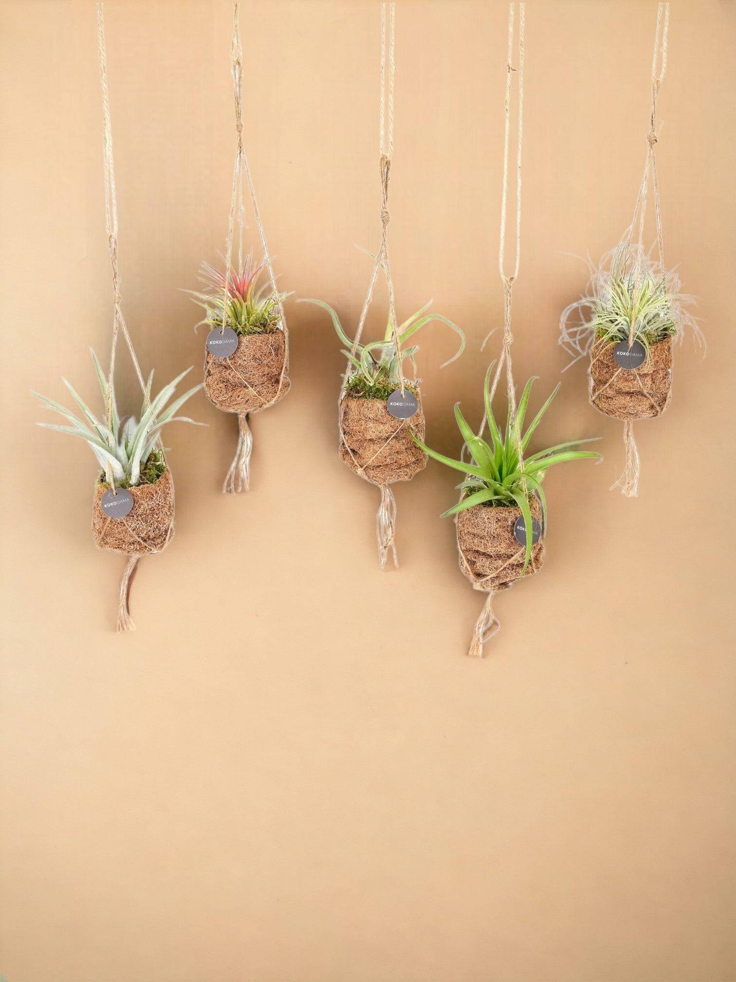 5 Kokodama Tillandsia - Image 2