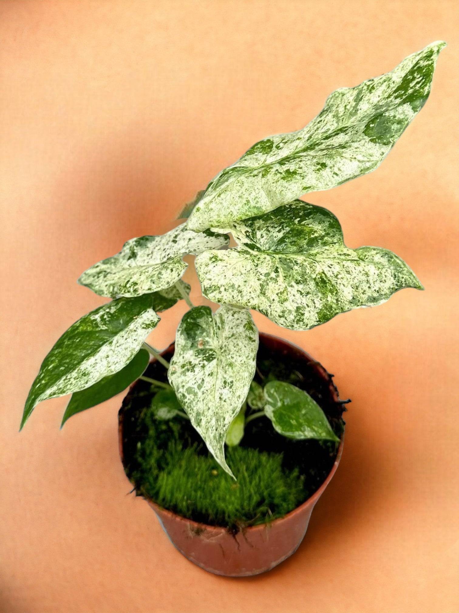 Alocasia Macrorrhiza Splash- La Green Touch