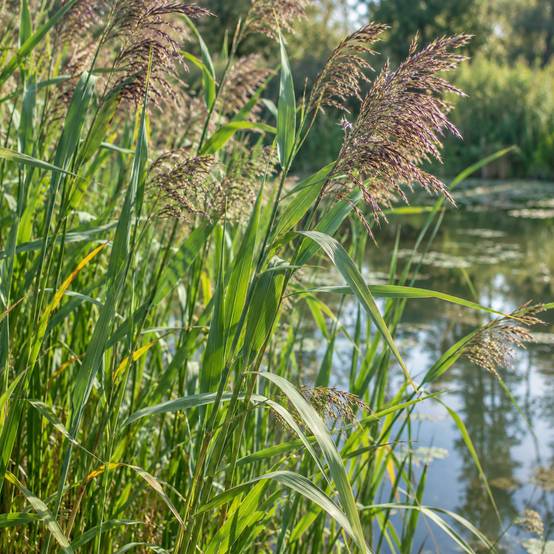 Roseau commun - Phragmites australis - Lot de 4 avec panier - Image 3