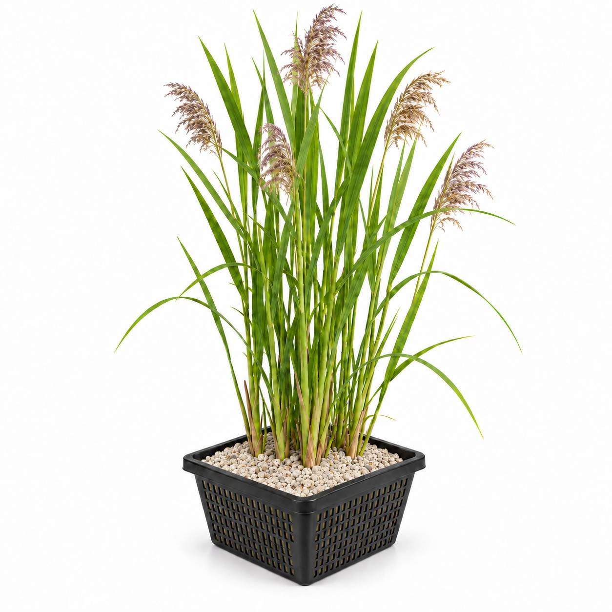 Roseau commun - Phragmites australis - Lot de 4 avec panier