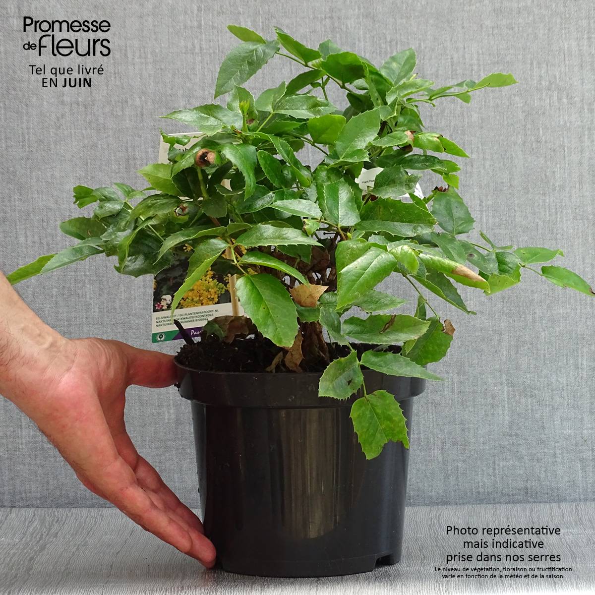 Promesse de Fleurs - Mahonia aquifolium Apollo Pot de 2L/3L - Image 2