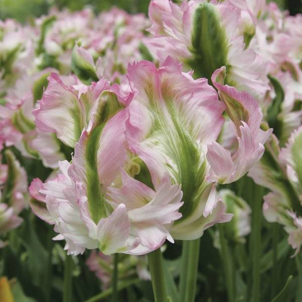Promesse de Fleurs - Tulipe Perroquet Greenwave Bulbe calibre 11+ (par 6)