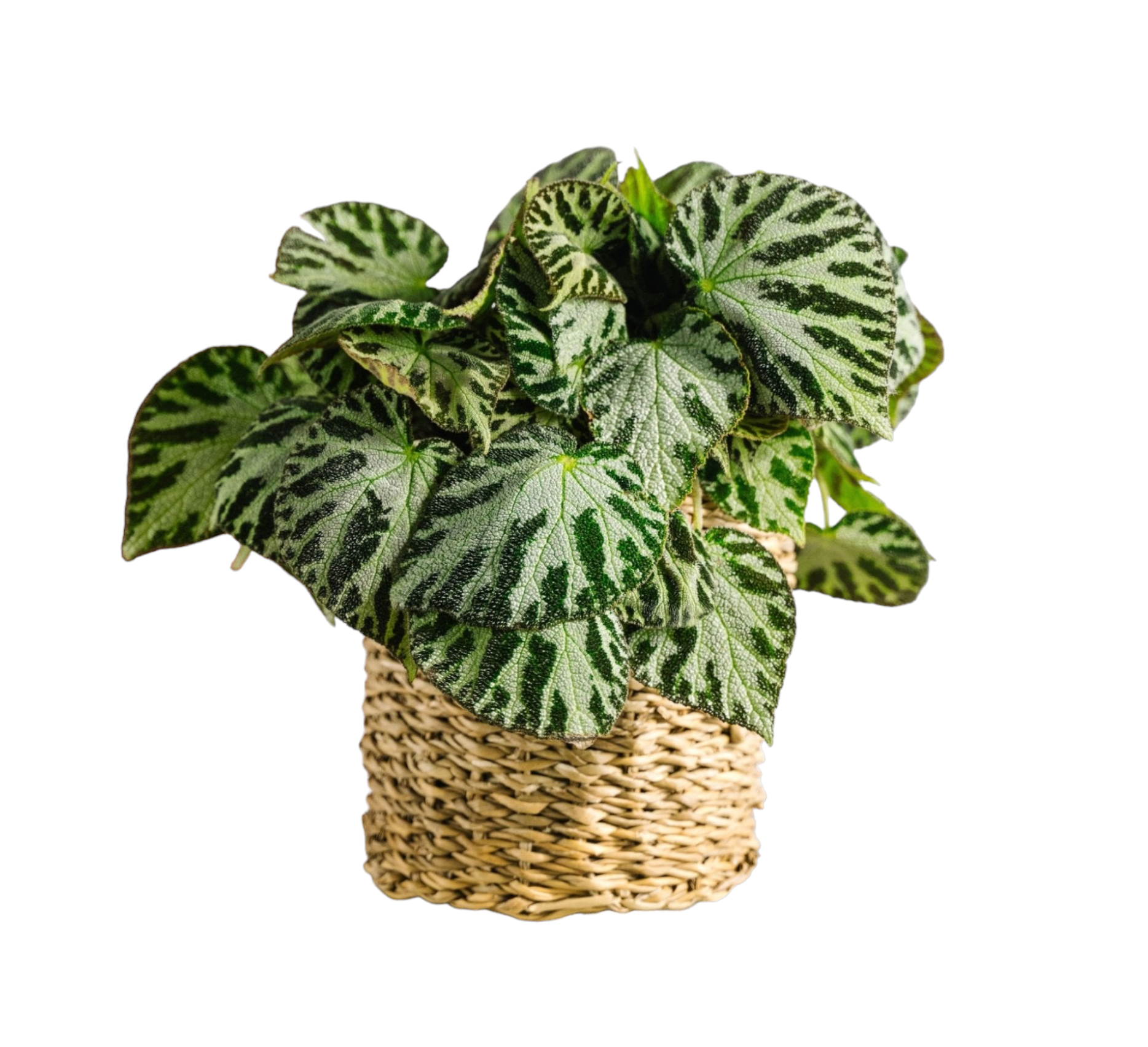 Begonia Silver bijoux 30cm - Plante d'intérieur- La Green Touch - Image 1
