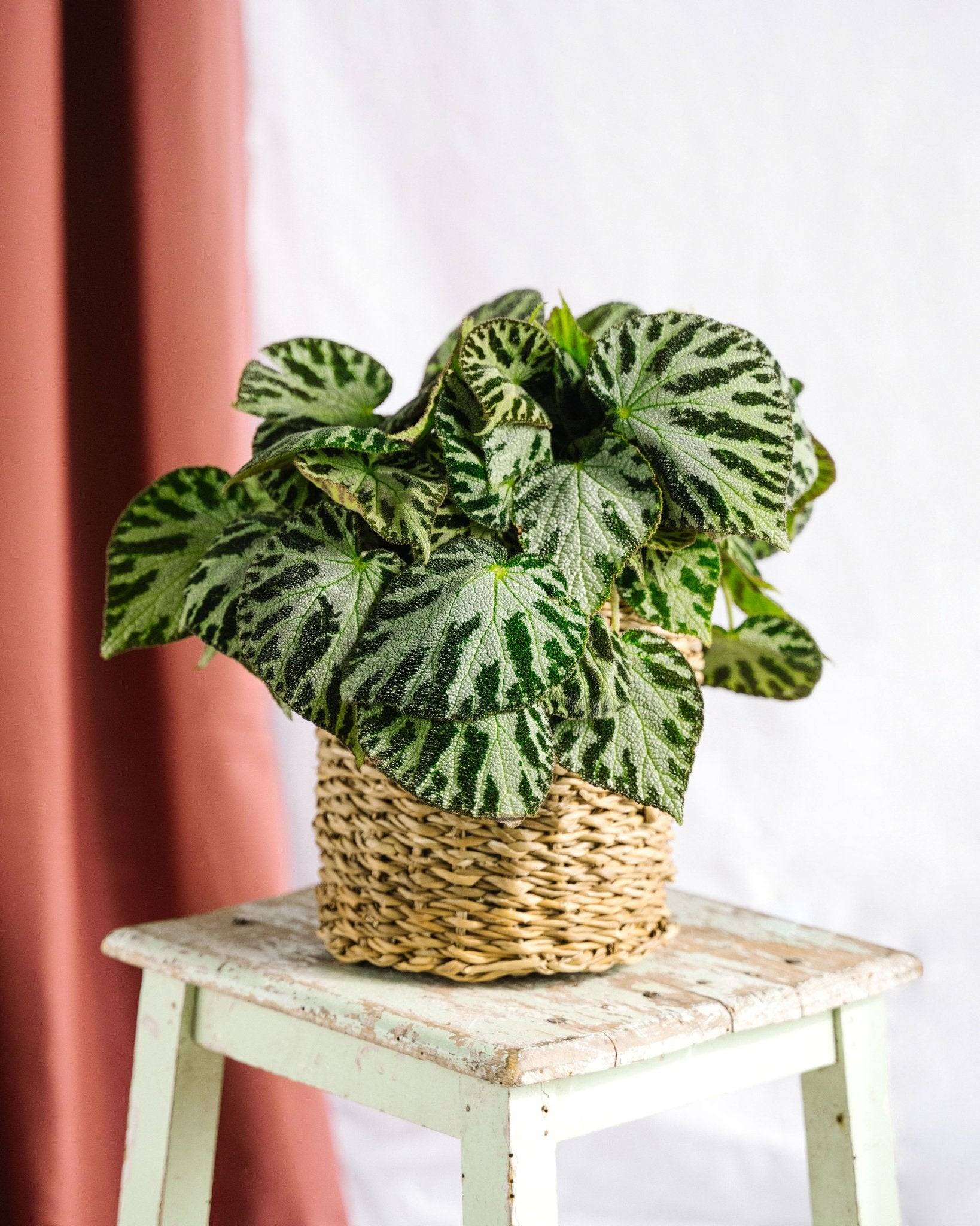 Begonia Silver bijoux 30cm - Plante d'intérieur- La Green Touch - Image 2