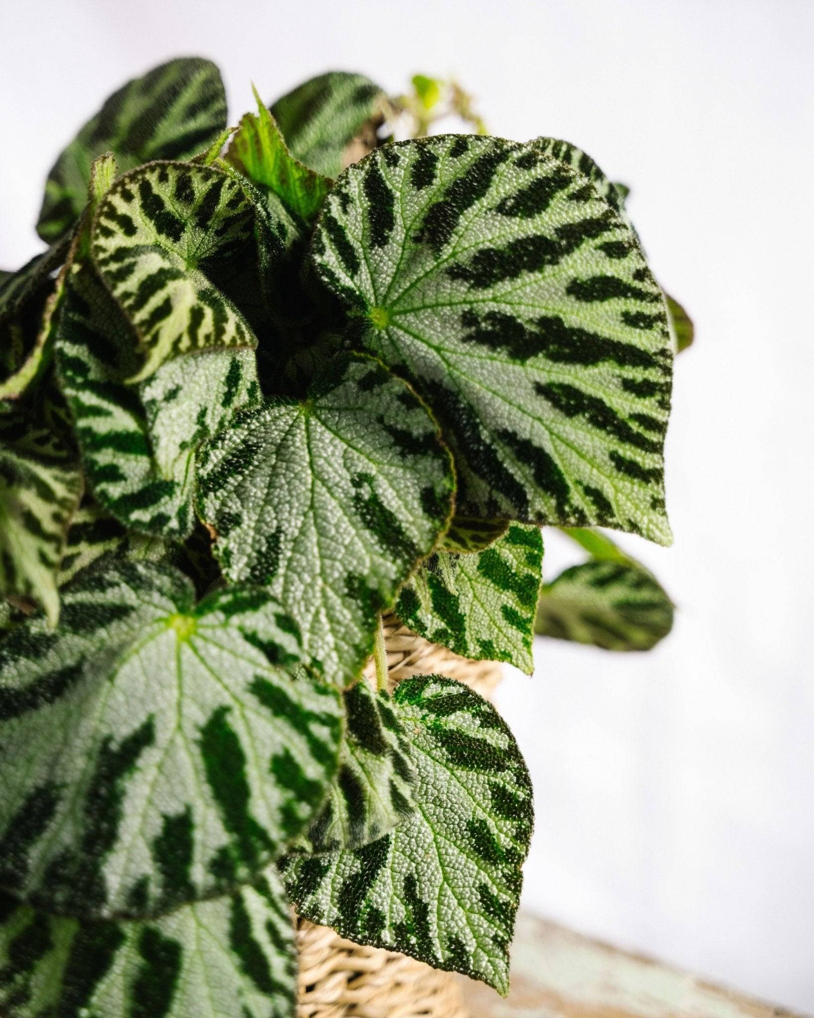 Begonia Silver bijoux 30cm - Plante d'intérieur- La Green Touch - Image 3