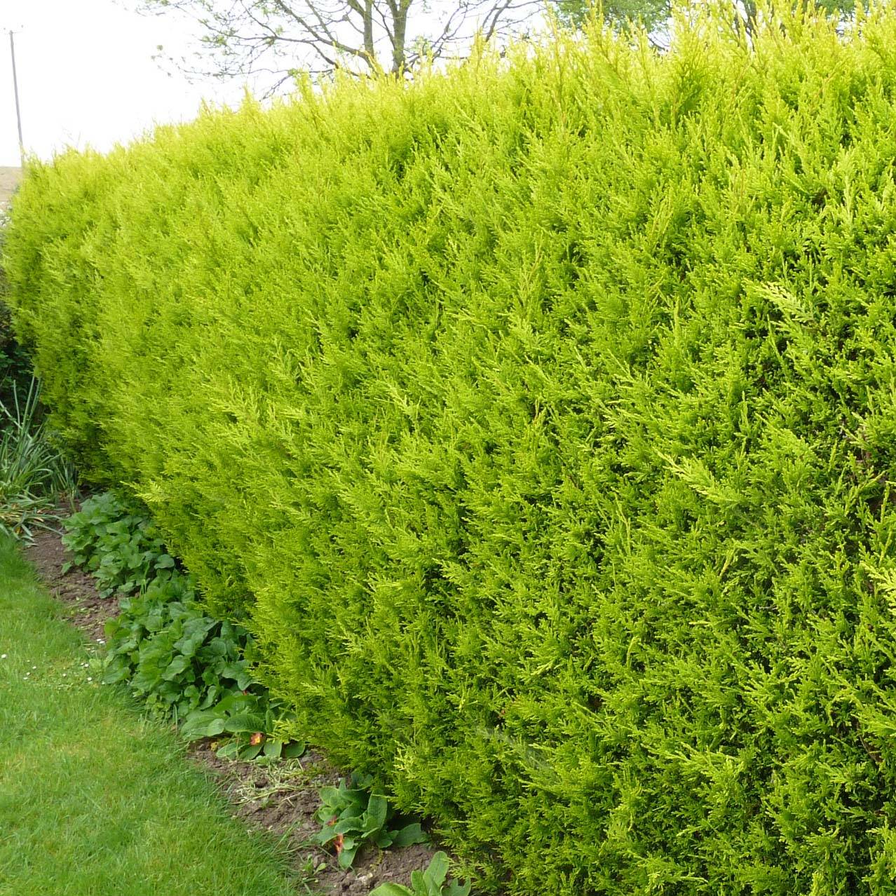 Cupressocyparis Castlewellan Gold - Cyprès de Leyland Godet de 8/9 cm